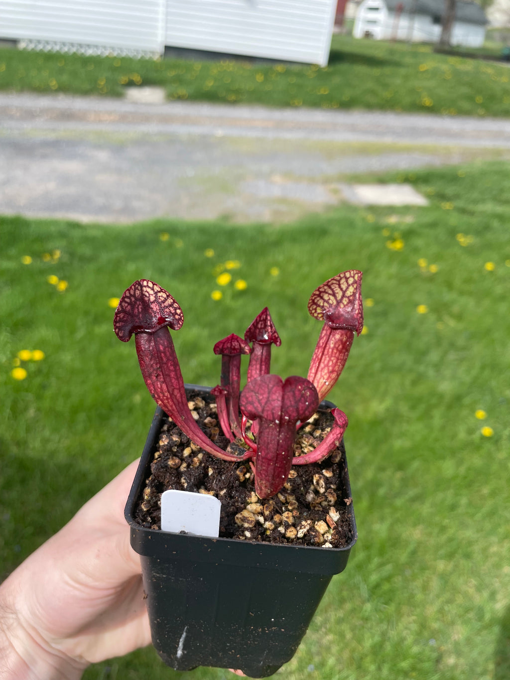 A. Gabe x (Mitcheliana x rosea ornata clone 3)