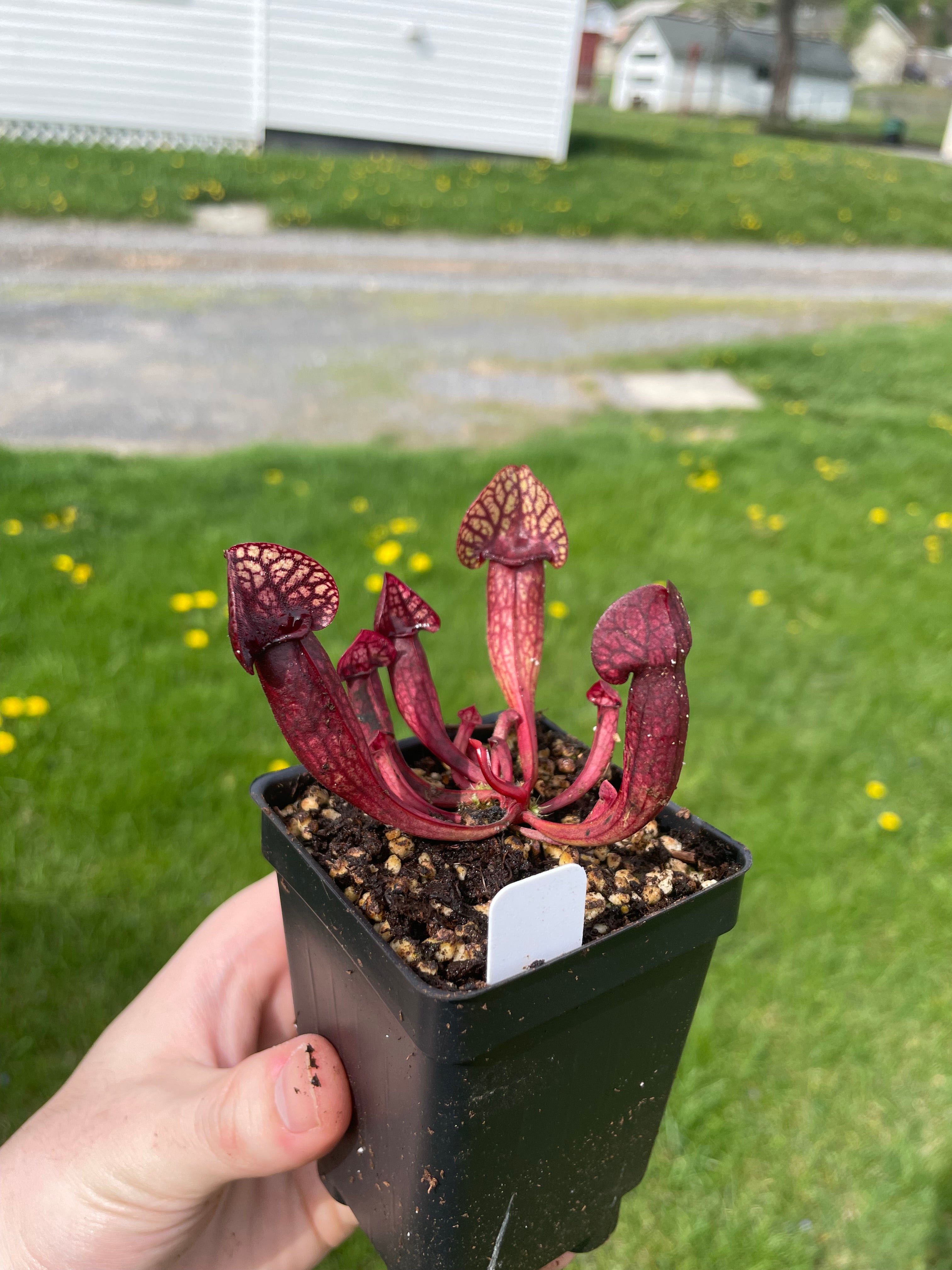 A. Gabe x (Mitcheliana x rosea ornata clone 3)