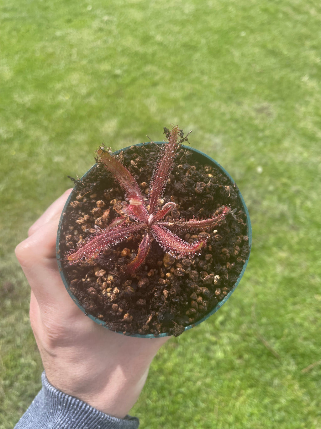 Drosera Adelae