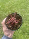 Drosera Adelae