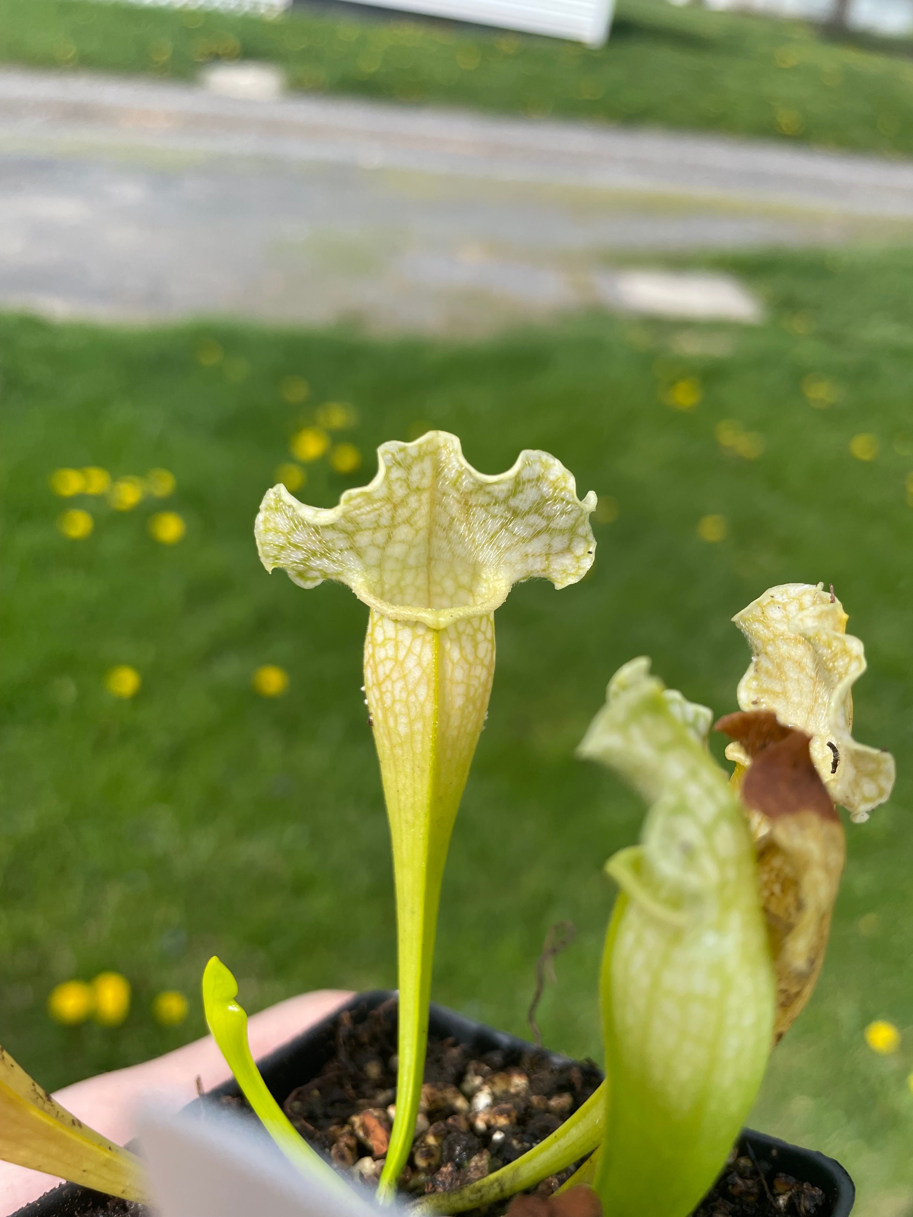 S. Leuco Albino x purpurea ssp purpurea