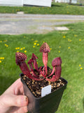 A. Gabe x (Mitcheliana x rosea ornata clone 3)