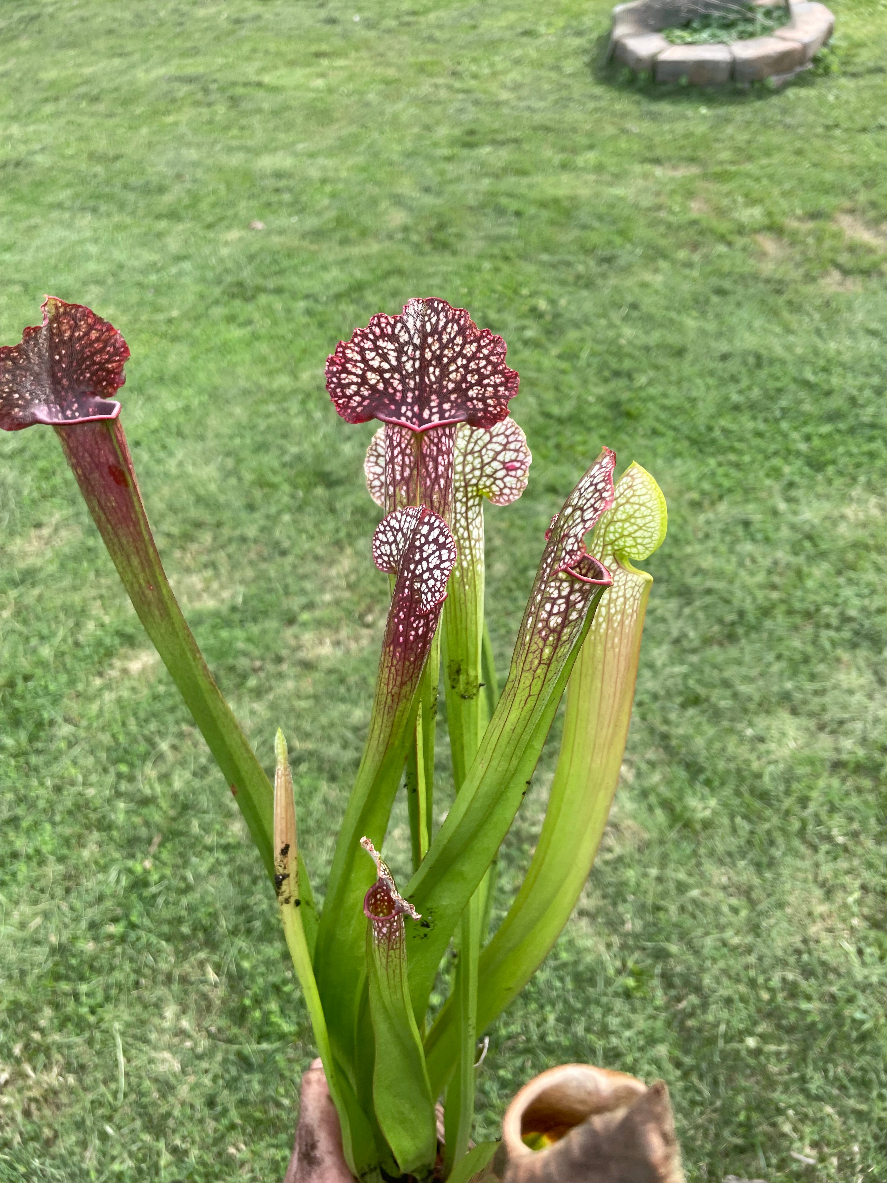 Sarracenia Premsyl Oktar rhizome division
