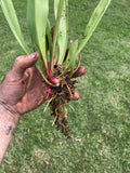 Sarracenia Premsyl Oktar rhizome division