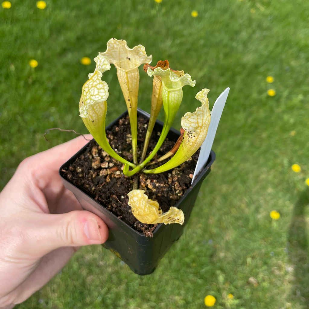 S. Leuco Albino x purpurea ssp purpurea