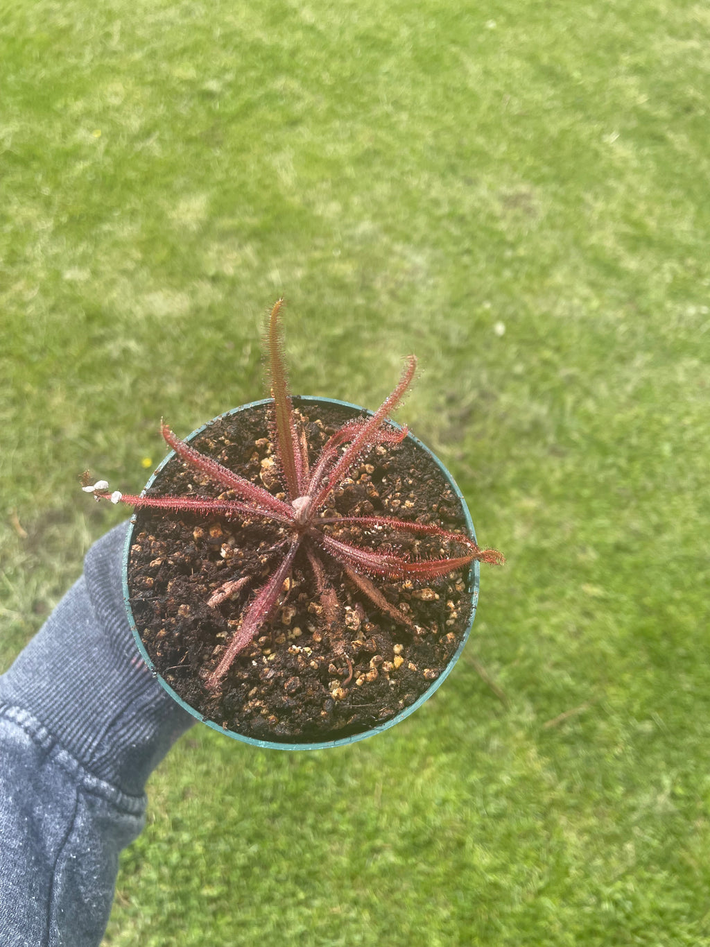 Drosera Adelae