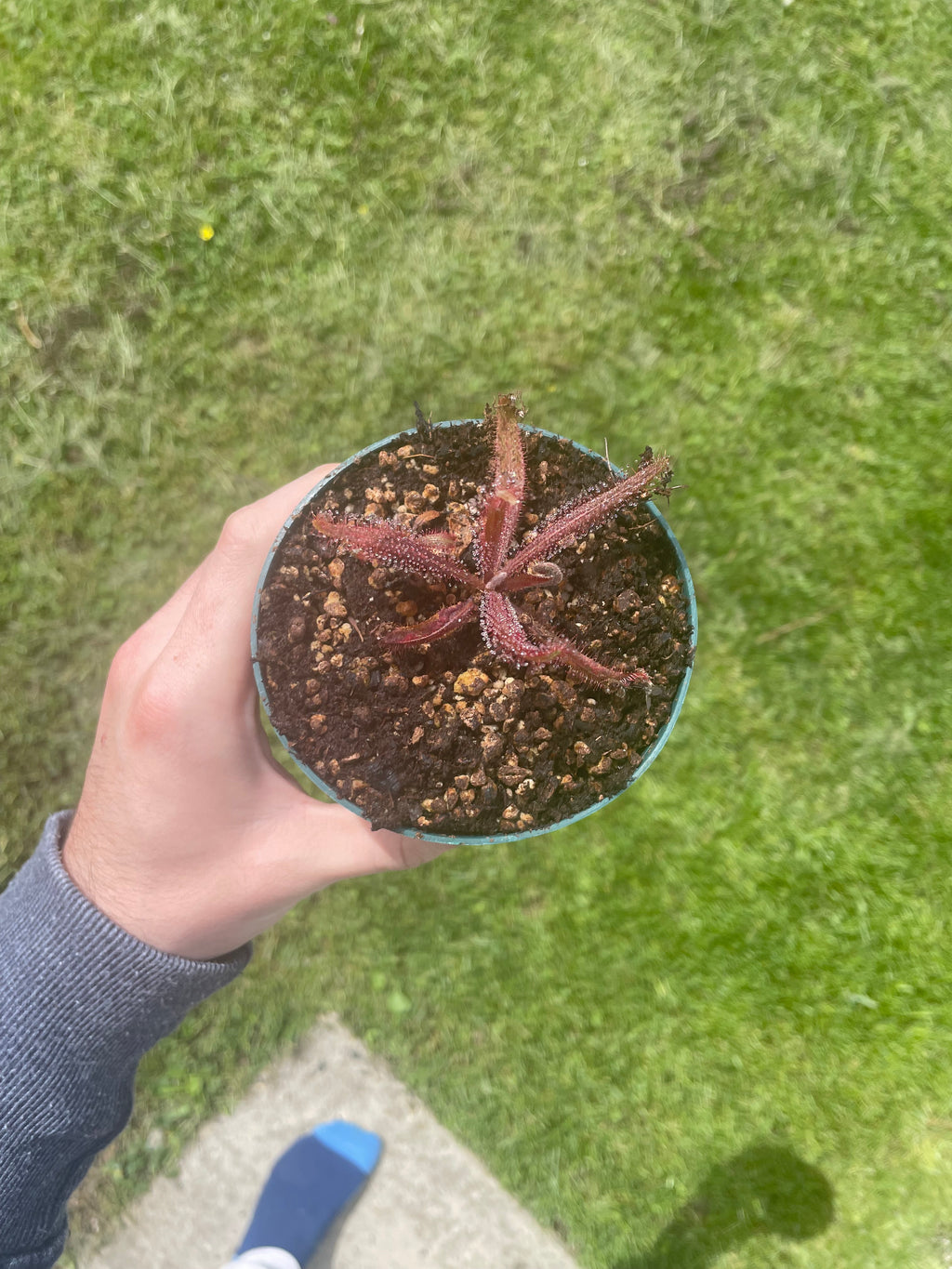 Drosera Adelae