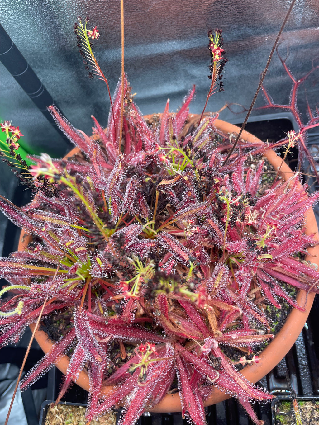 Drosera Adelae