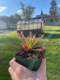 Drosera Capensis