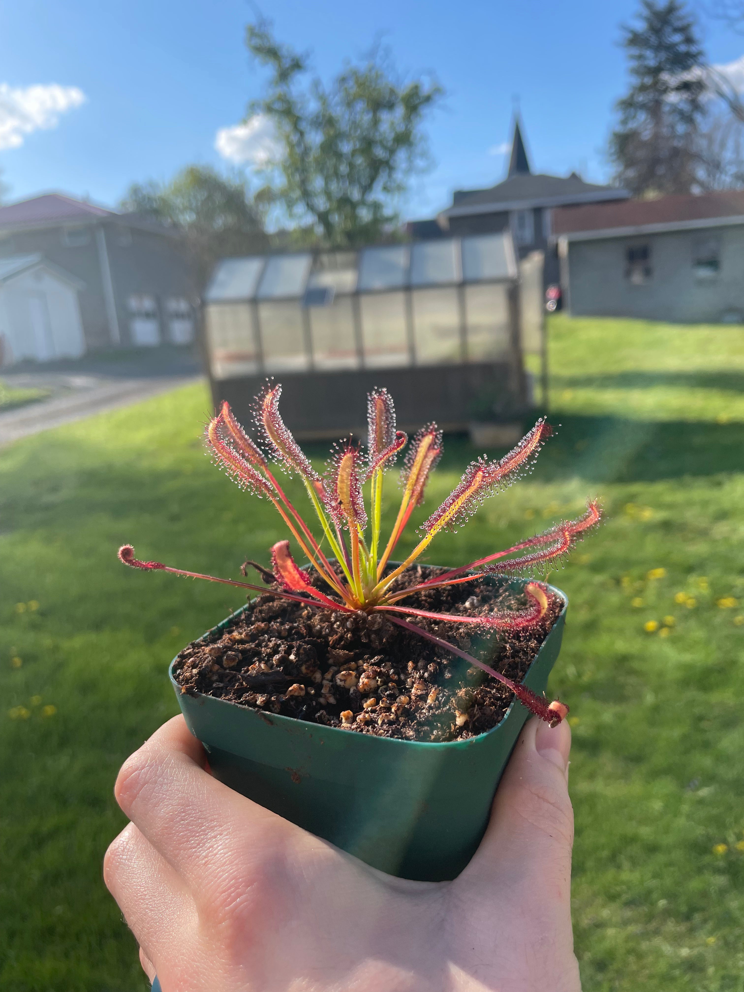 Drosera Capensis