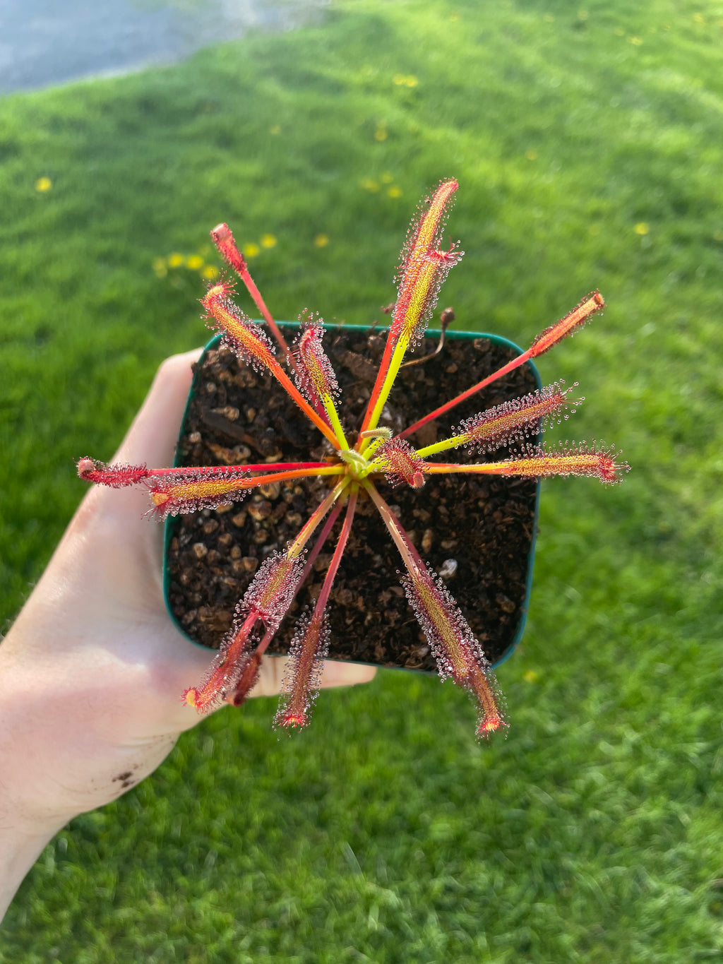 Drosera Capensis