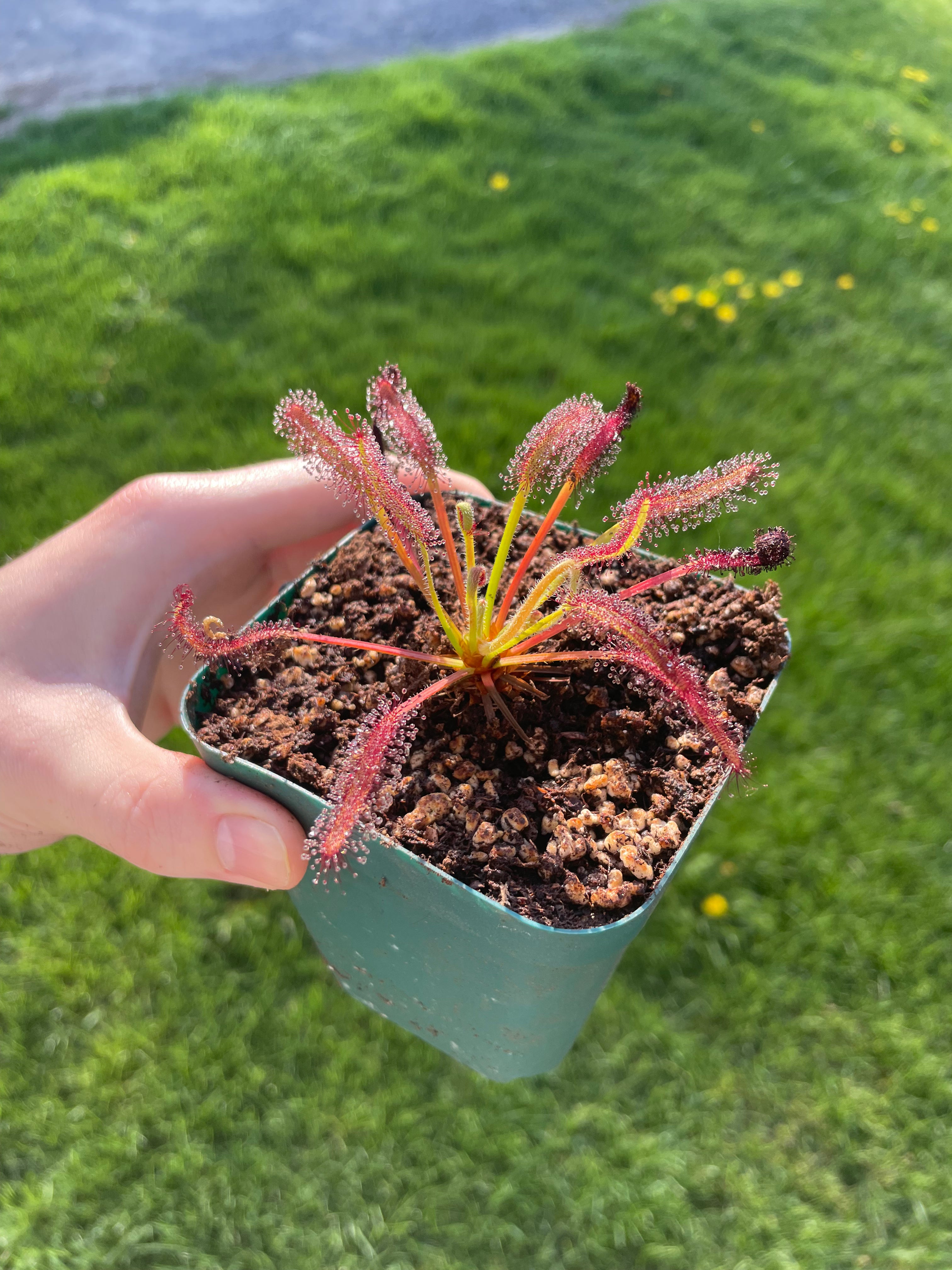 Drosera Capensis