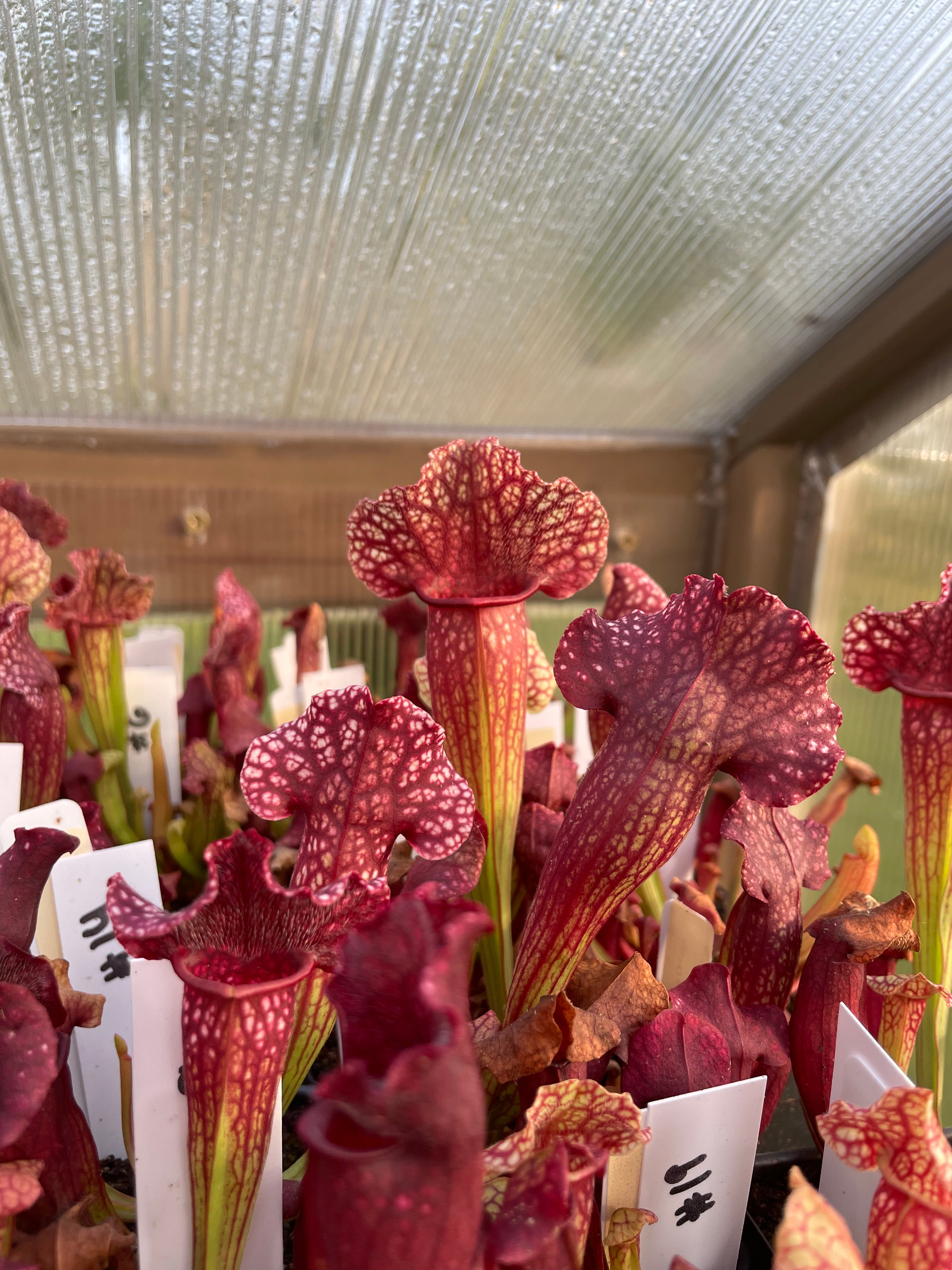 S. Leucophylla x Purpurea