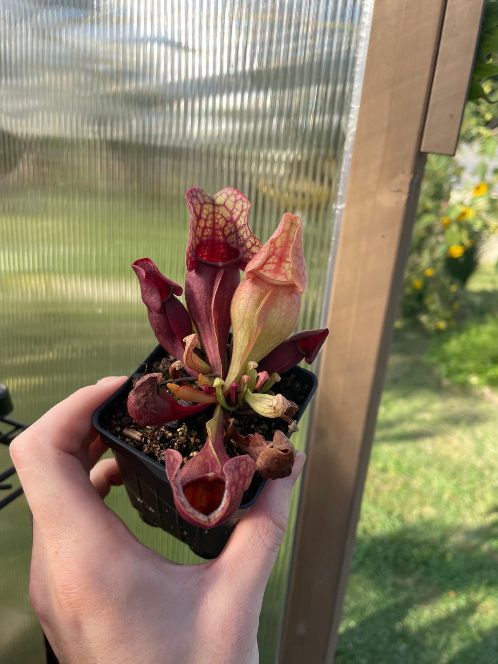 S. Purpurea Venosa