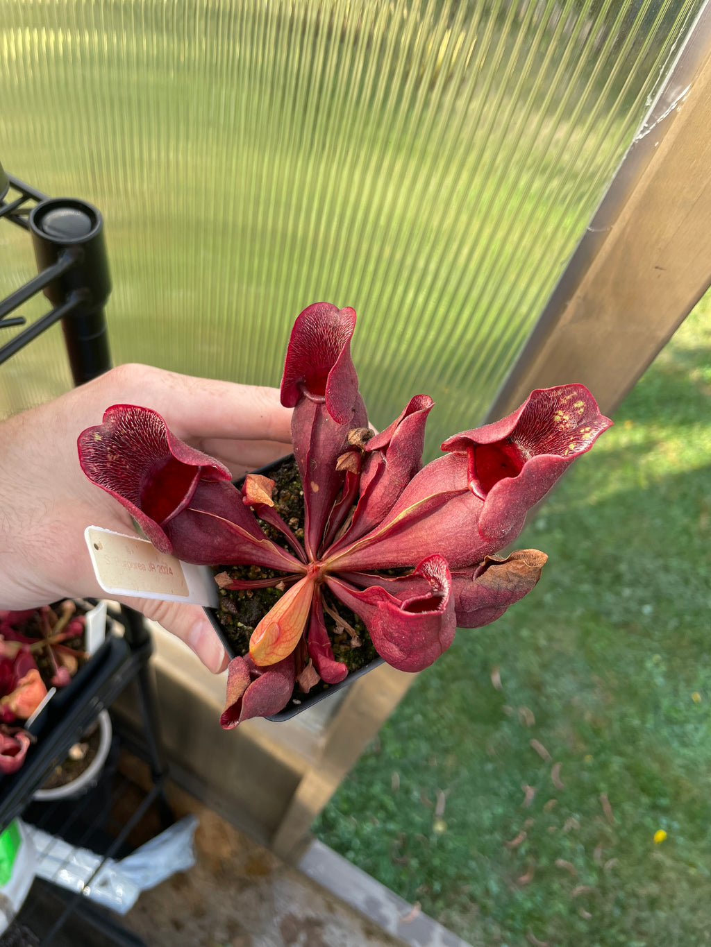 S. Purpurea Venosa