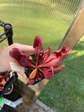S. Purpurea Venosa