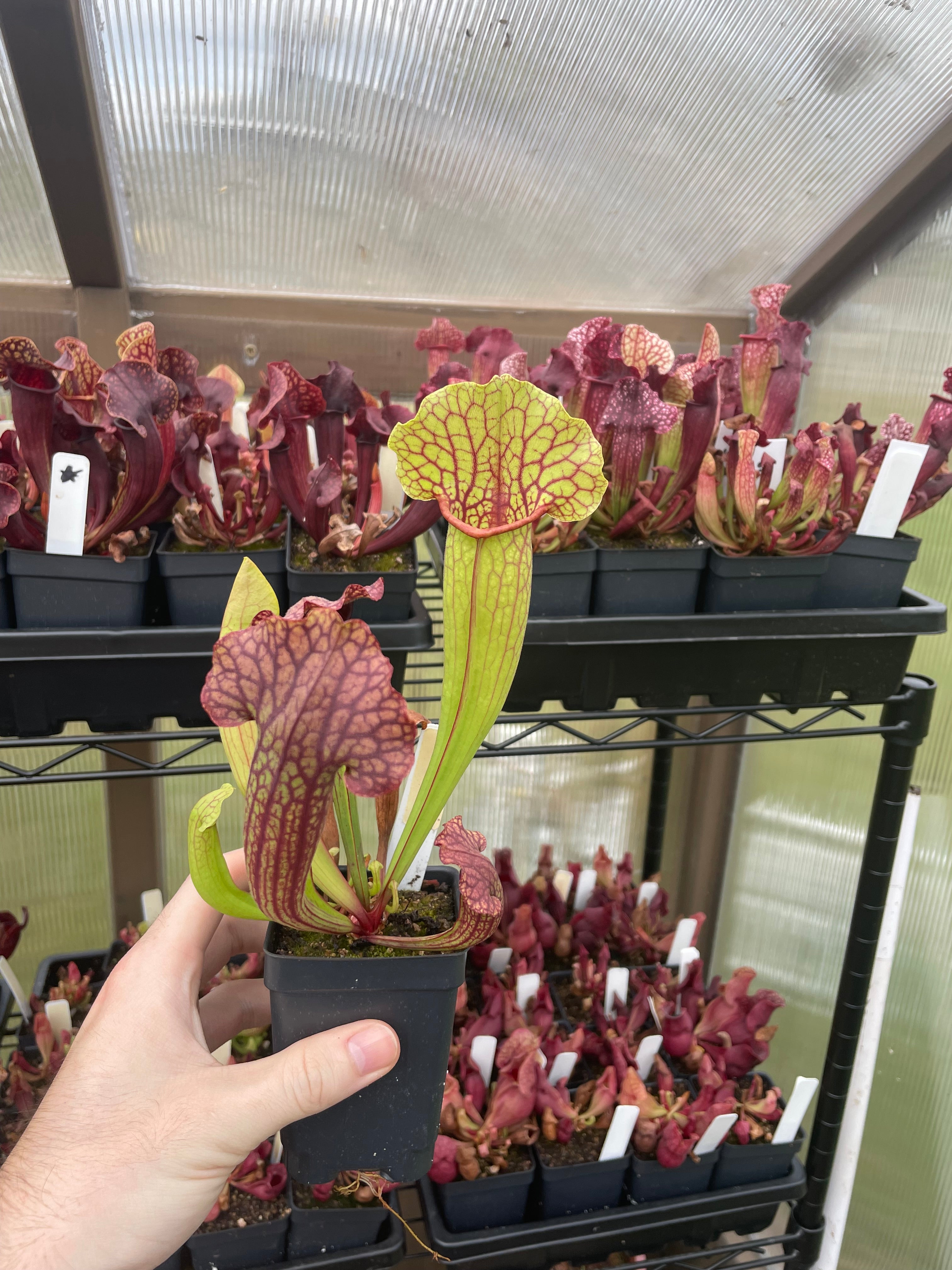 S. Saurus X Rosea "Fat Bastard"