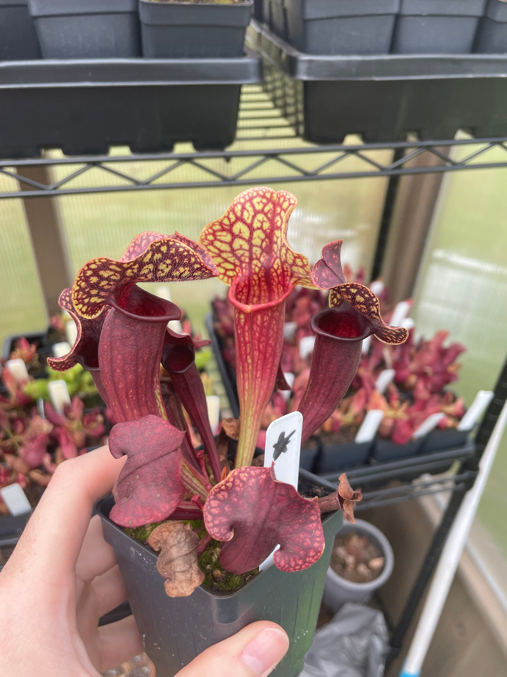 S. Catesbaei x Purpurea