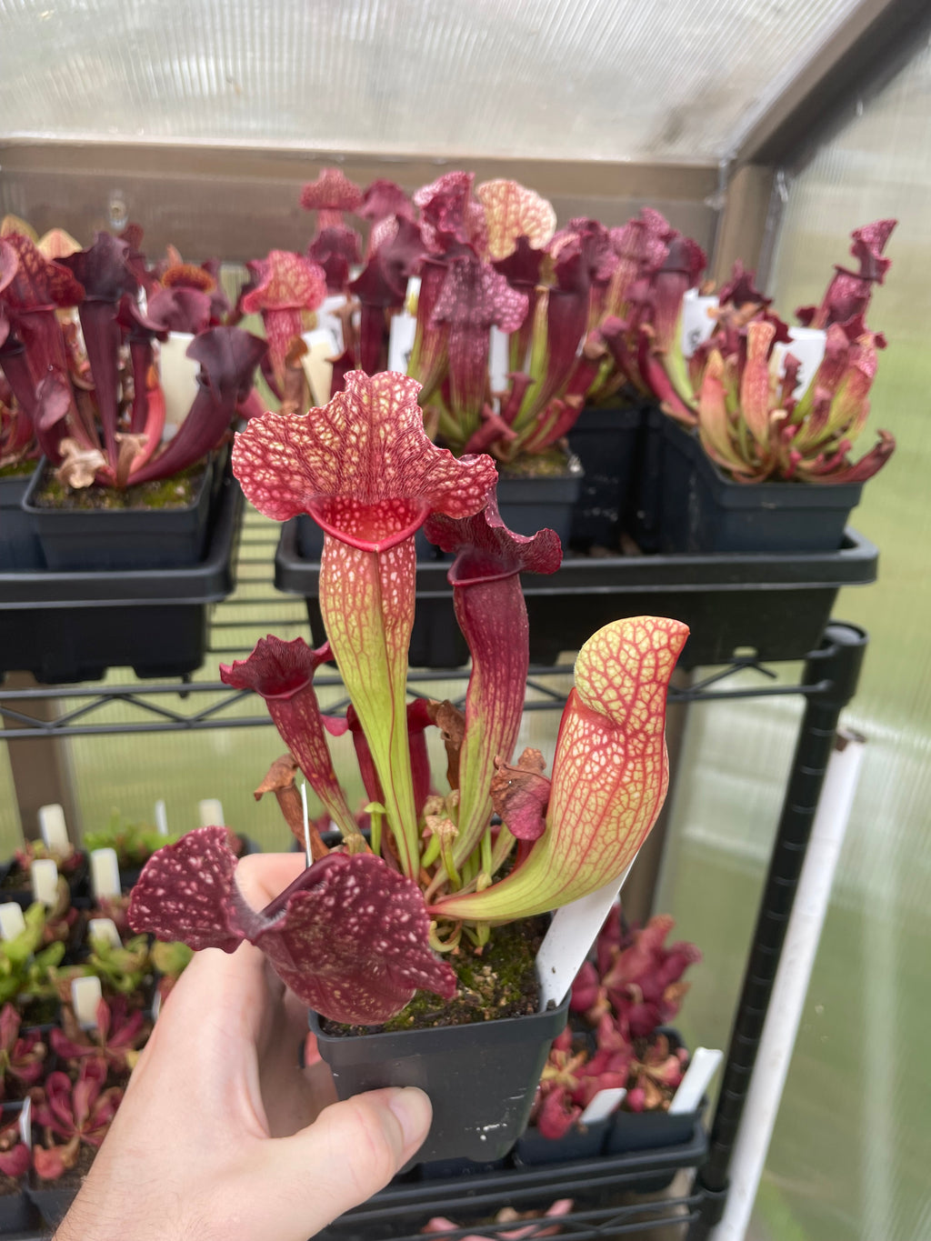 S. Leucophylla x Purpurea
