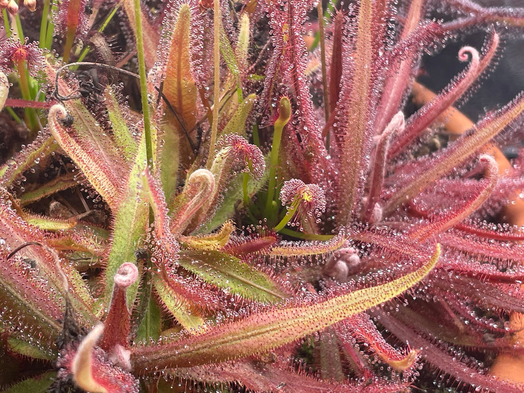 Drosera Adelae