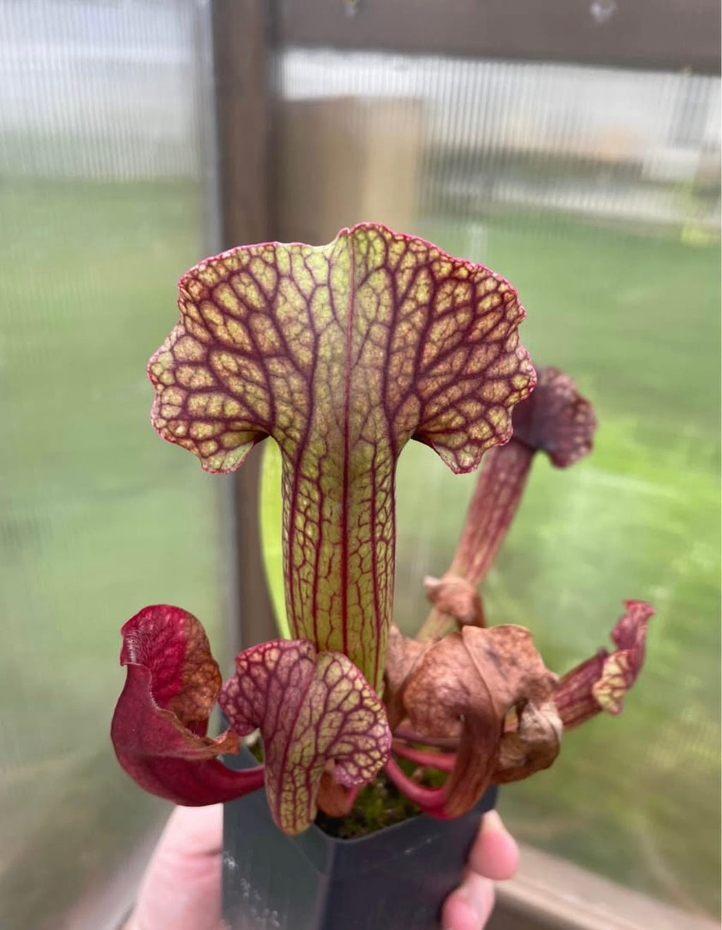 S. Saurus X Rosea "Fat Bastard"