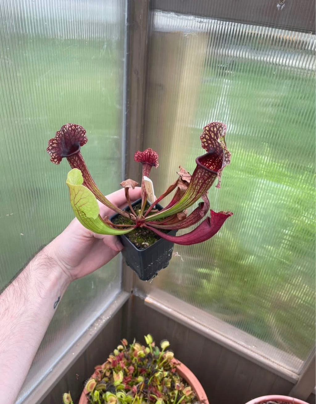 S. Saurus X Rosea "Fat Bastard"