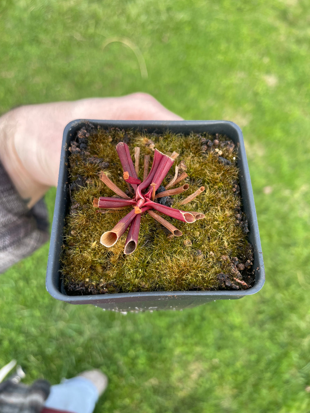 S. Catesbaei x Purpurea