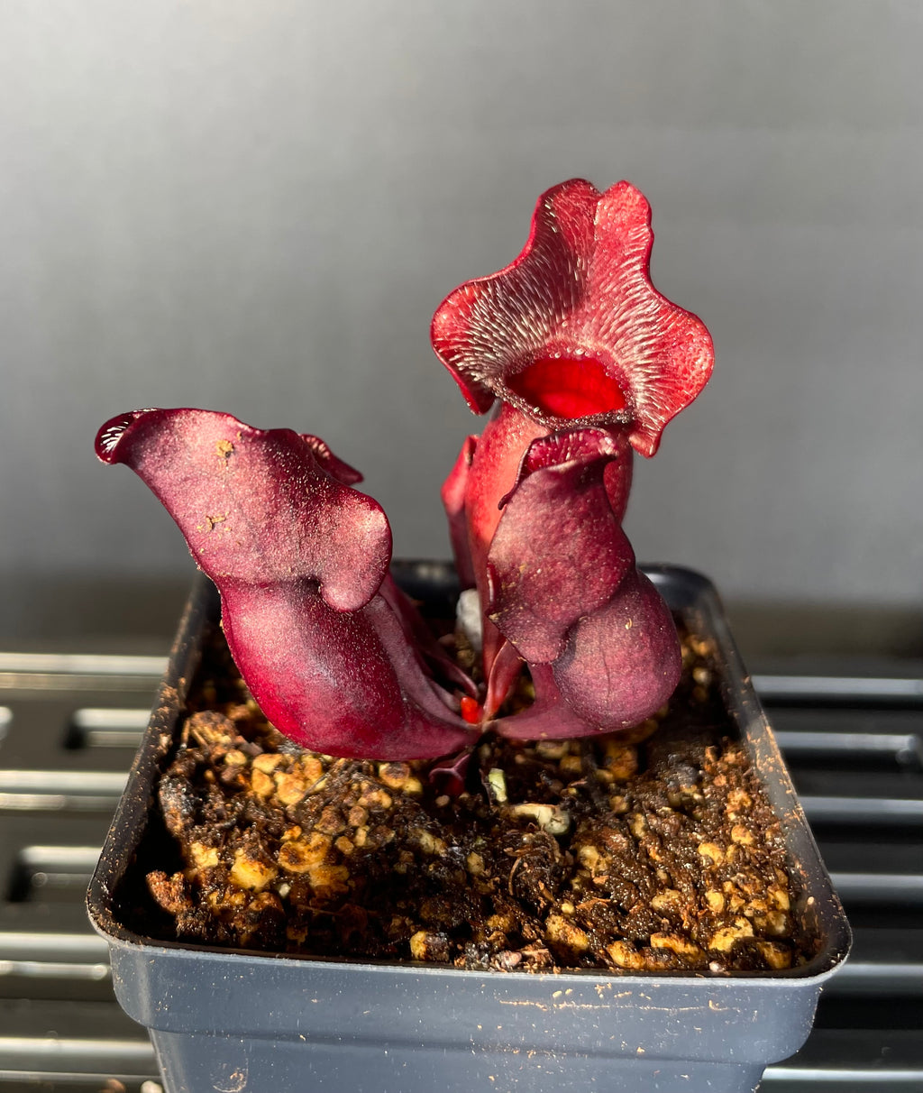 S. Purpurea ssp Venosa