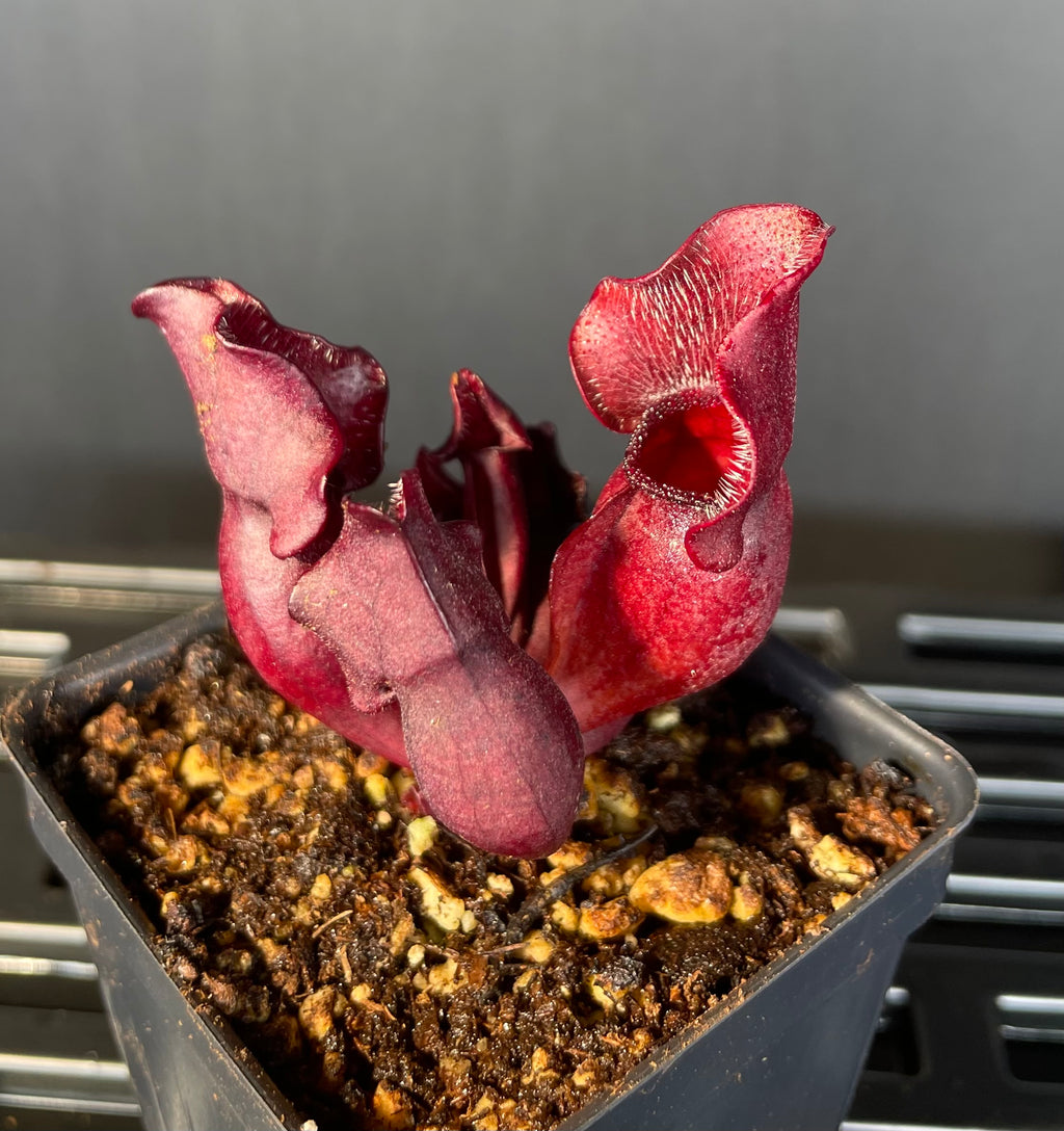 S. Purpurea ssp Venosa