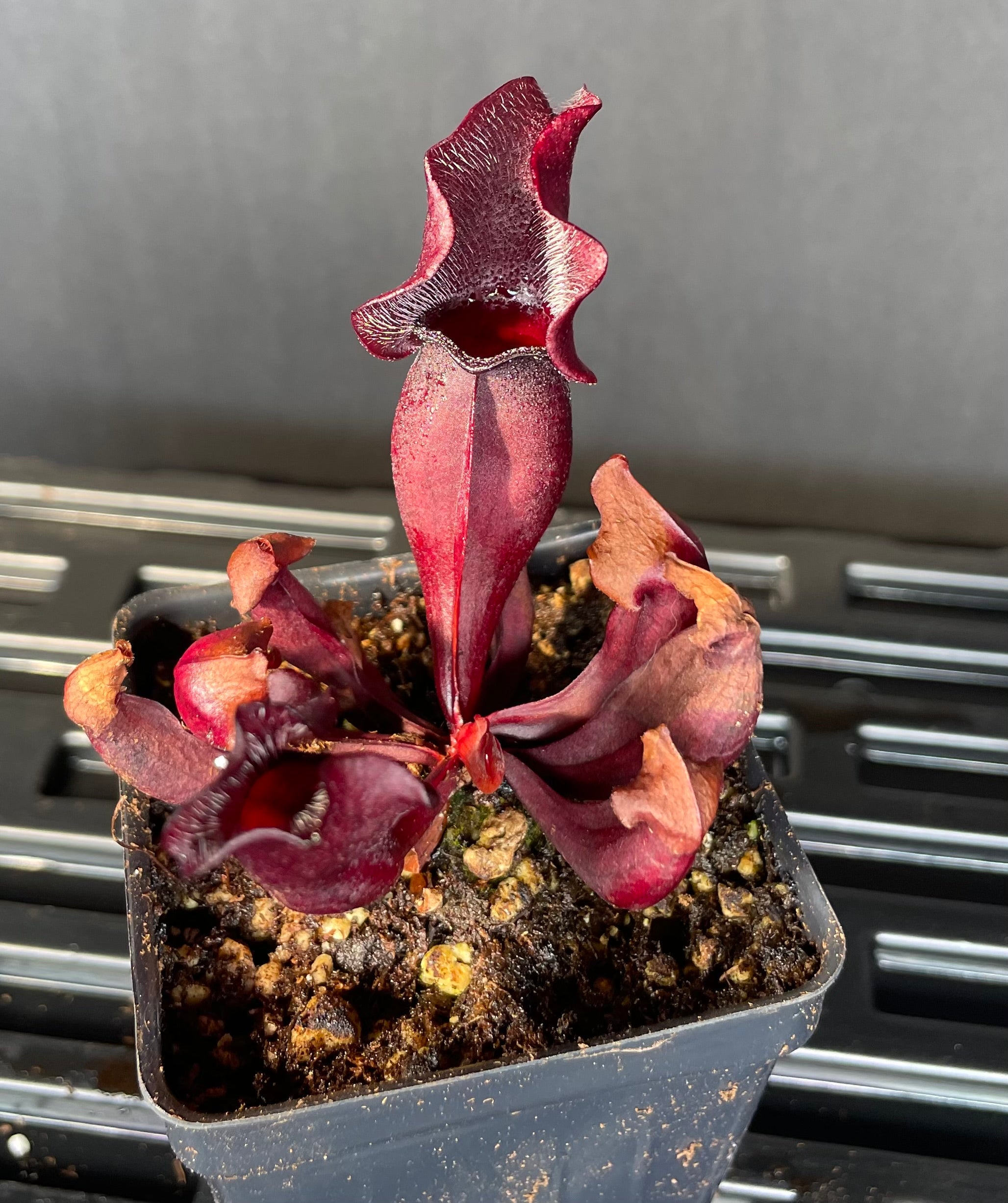 S. Purpurea ssp Venosa
