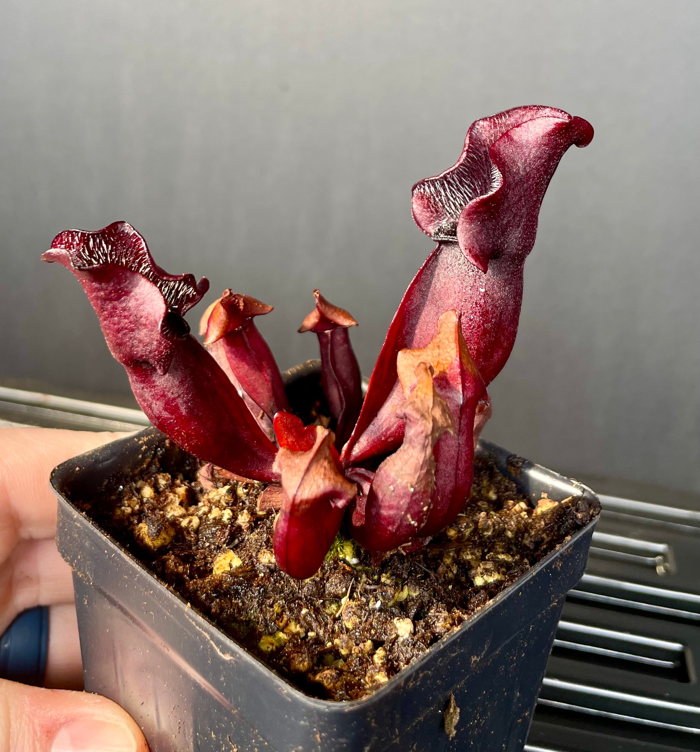 S. Purpurea ssp Venosa