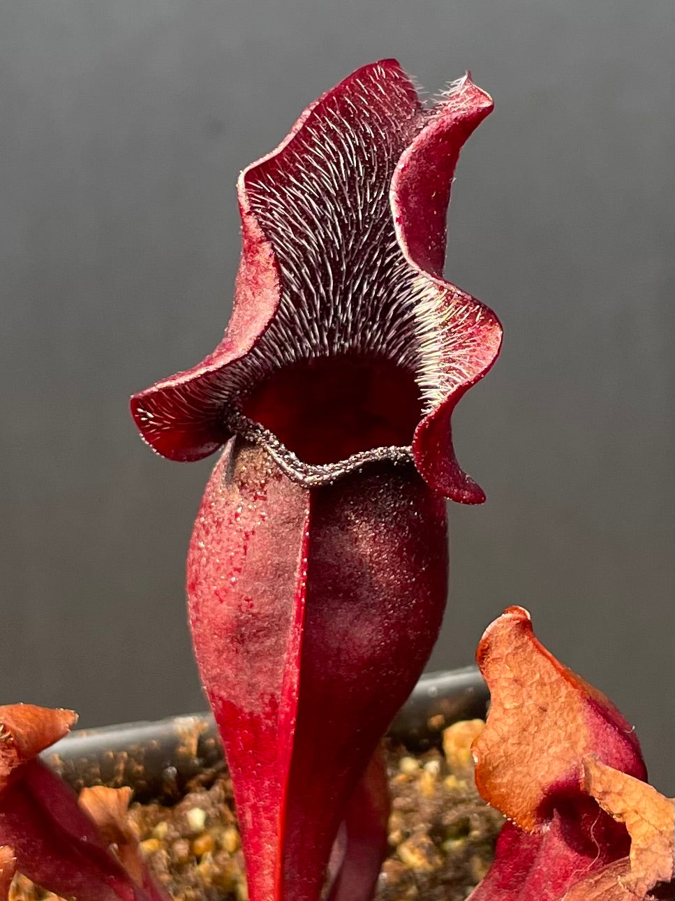 S. Purpurea ssp Venosa