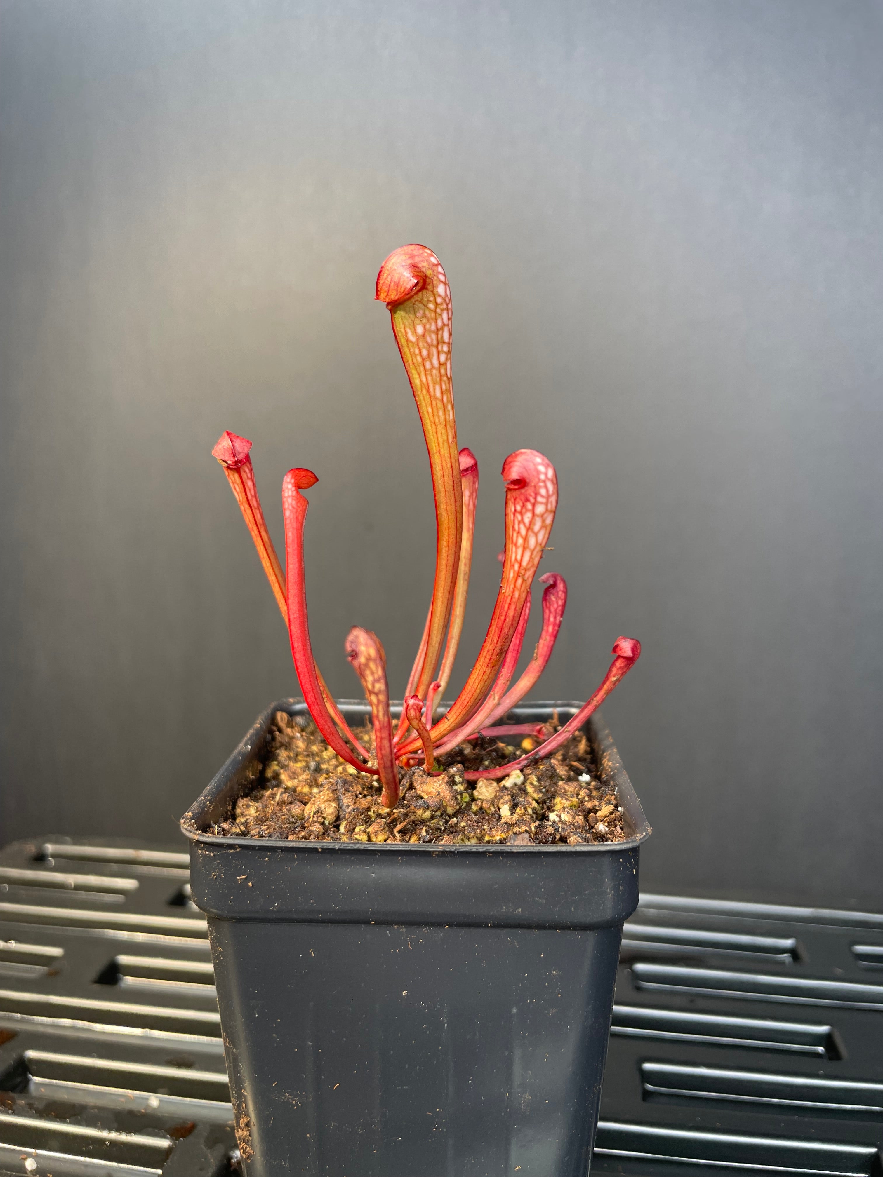 S. Minor “Okee Giant” hooded