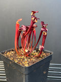 S. Waccamaw x Flava Var Atropurpurea