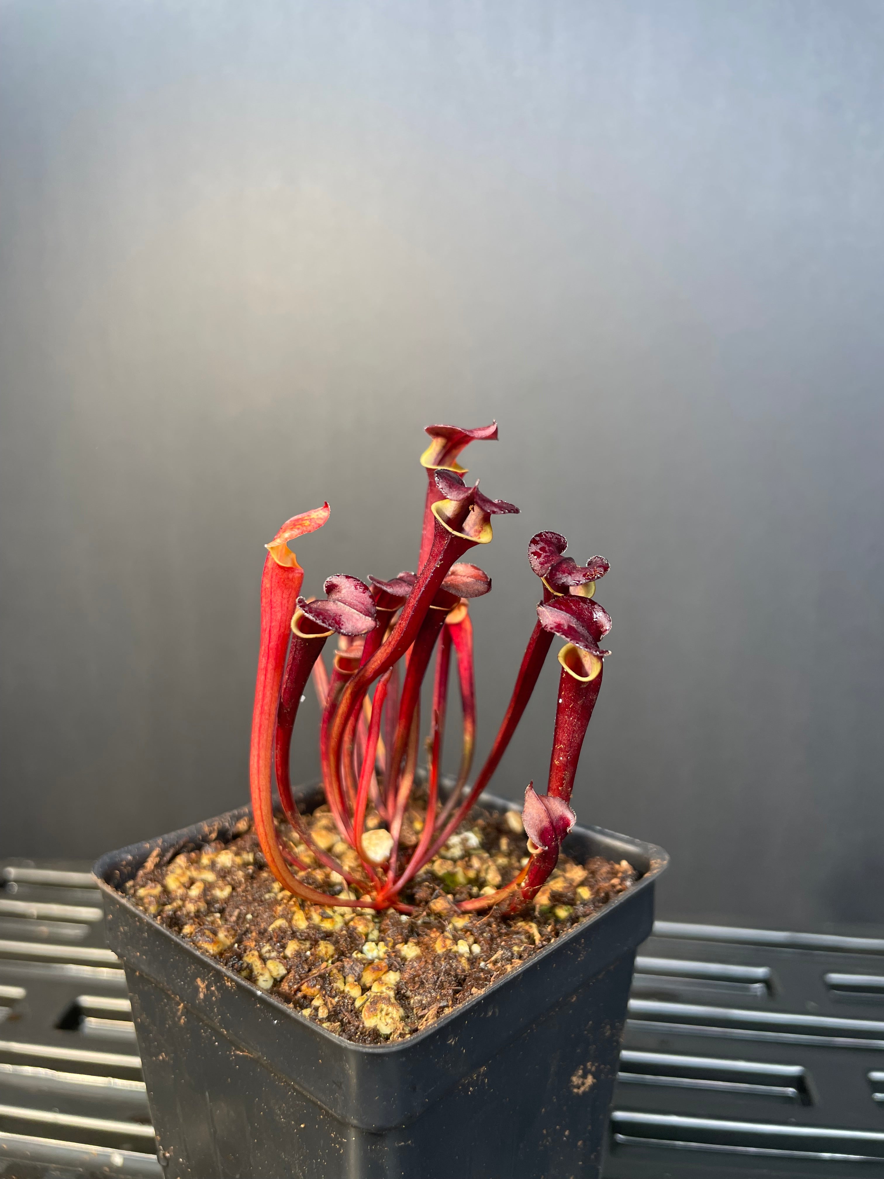S. Waccamaw x Flava Var Atropurpurea