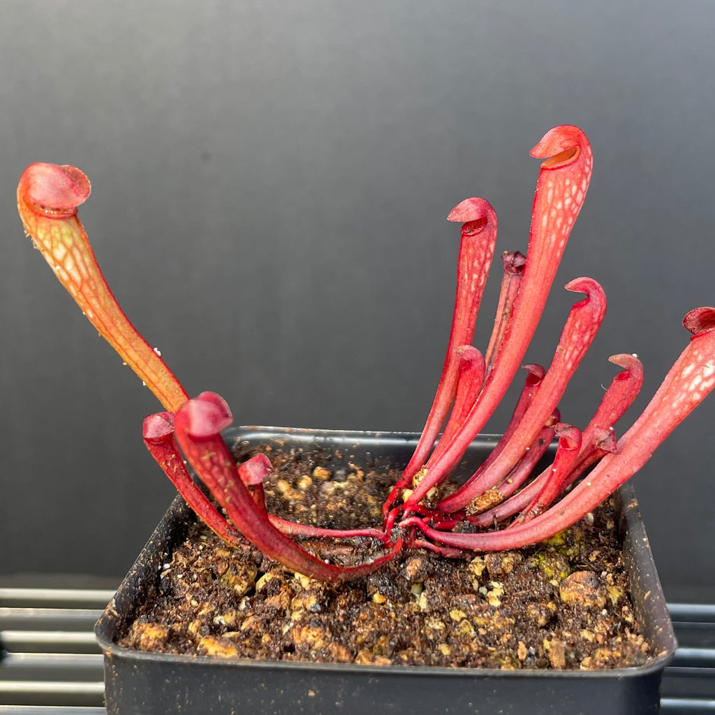 S. Minor “Okee Giant” Hooded