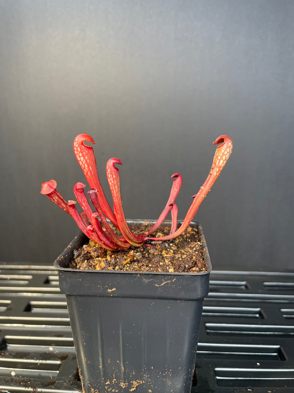 S. Minor “Okee Giant” Hooded