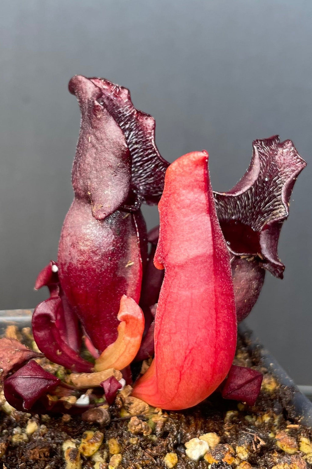 S. Purpurea ssp Venosa