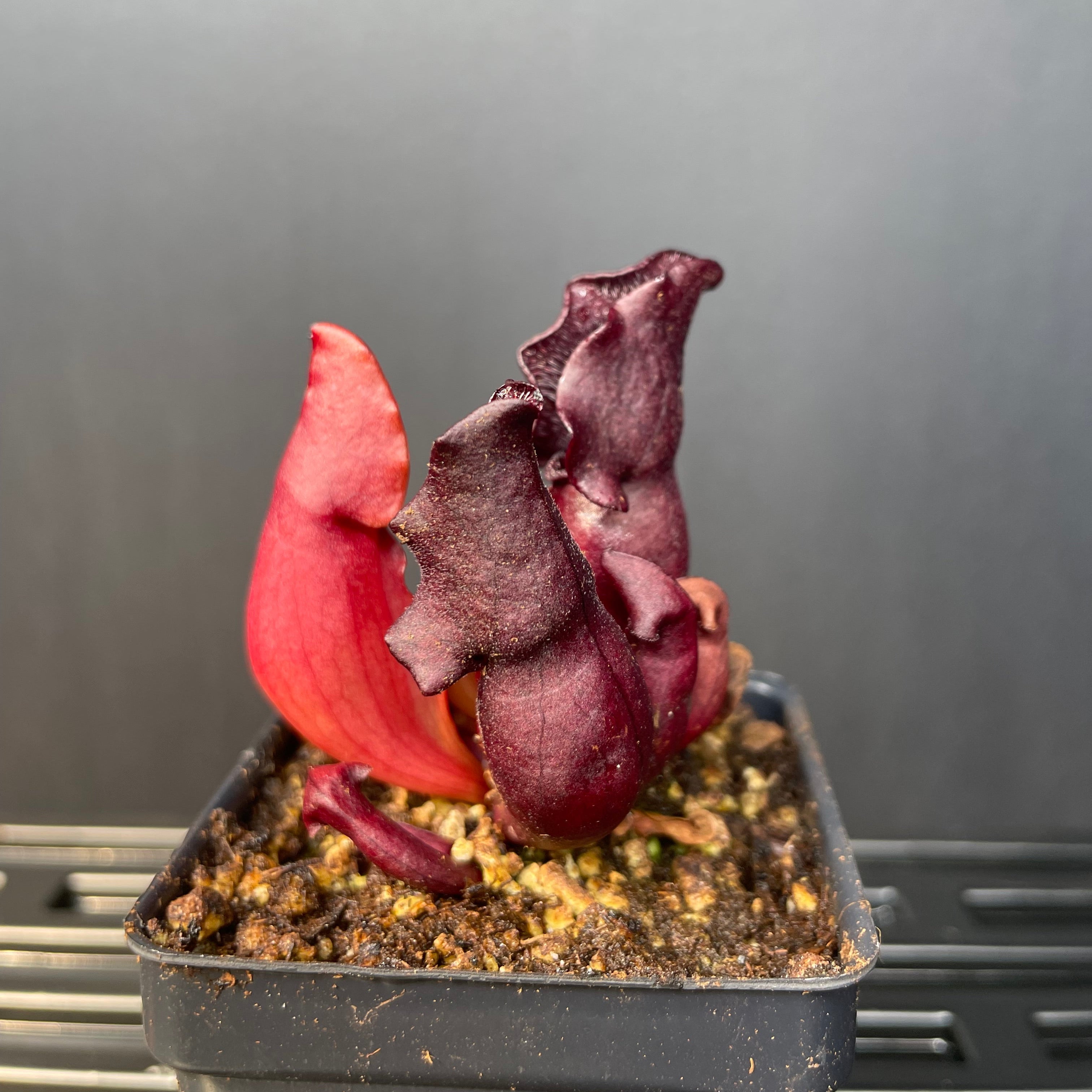 S. Purpurea ssp Venosa